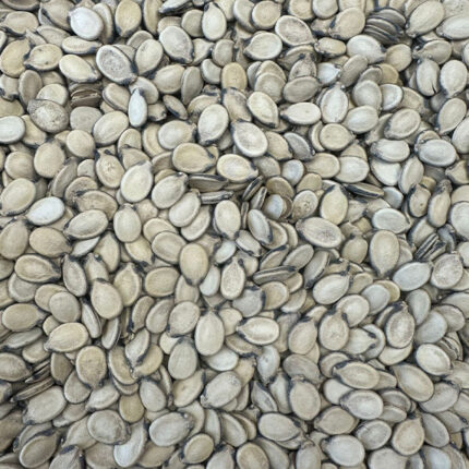 Jumbo dusty watermelon seeds