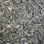 Large sunflower seeds
