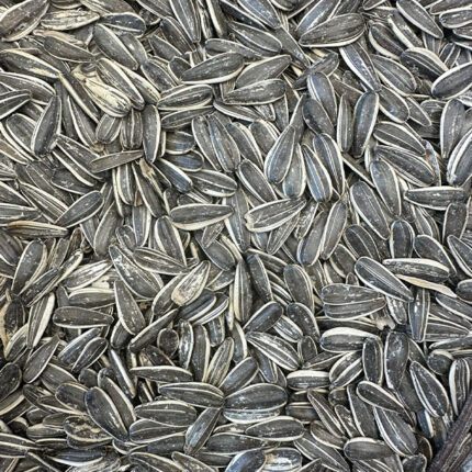 Large sunflower seeds