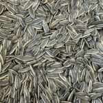 Chinese sunflower seeds