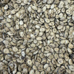 Jumbo roasted watermelon seeds
